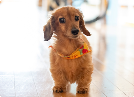 仔犬